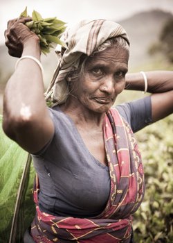 srílanská žena, sbírající lístky čaje
